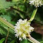 Cuscuta europaea Flor