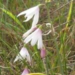 Acis longifolia Fleur