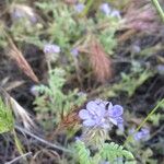 Phacelia distans 整株植物