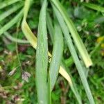 Narcissus poeticus Likasa