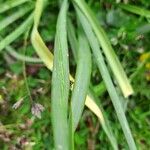 Narcissus poeticus Leaf