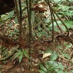 Bolbitis auriculata Leaf