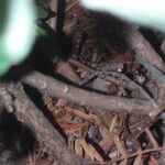 Daphne cneorum 树皮