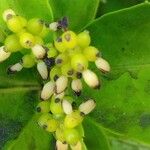 Sarcandra glabra ফুল