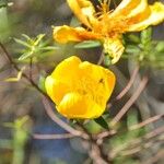 Hypericum lanceolatum Flower