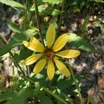 Silphium asteriscus Flower