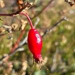 Rosa dumalisFruit