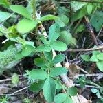 Cytisus hirsutus Leaf