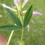 Trifolium alpinum Frunză