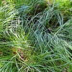 Carex montana Habitatea