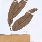Mabea angularis Hoja