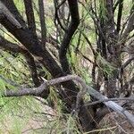 Plocama pendula Bark