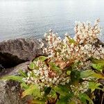 Rubrivena polystachya Blad