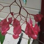 Begonia maculata Blüte