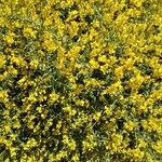 Genista lydia Habitatea