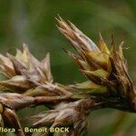 Carex colchica Meyve