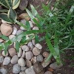 Muehlenbeckia platyclada पत्ता