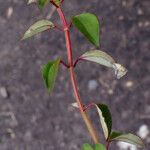 Heterotis decumbens Habitus