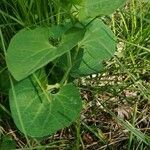 Aristolochia pallida Leaf