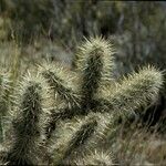 Cylindropuntia acanthocarpa Kéreg