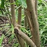 Convolvulus floridus Bark