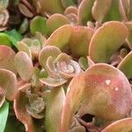 Sedum makinoiLeaf