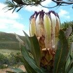 Protea caffra Flower