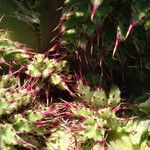 Cirsium fontinale