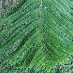 Araucaria columnaris Hoja
