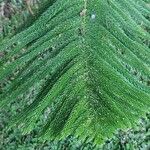 Araucaria columnaris Feuille