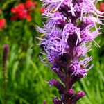 Liatris pycnostachya Λουλούδι