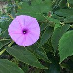 Ipomoea fimbriosepala Flor