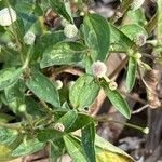 Acmella radicans Leaf