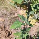 Chenopodium ficifoliumLeaf