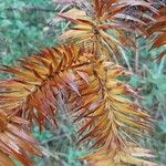 Cunninghamia lanceolata पत्ता