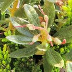 Rhododendron pubescens Hoja