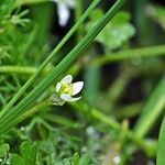 Ranunculus tripartitus Alia