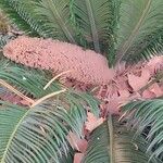 Cycas revoluta