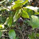 Cotoneaster acutifolius Fruit