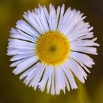 Erigeron speciosusFlor