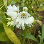 Ornithogalum thyrsoides Flower