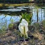 Calla palustris Habitus