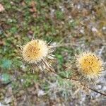 Carlina vulgaris 花