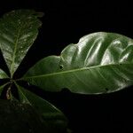 Byrsonima christianeae Leaf