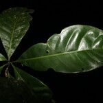 Byrsonima christianeae Hoja