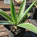 Agave vivipara Ŝelo