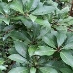Pieris floribunda Leaf