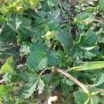 Potentilla norvegica Leaf