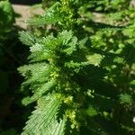 Urtica urensഇല