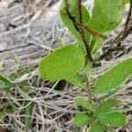 Comandra umbellata Frunză